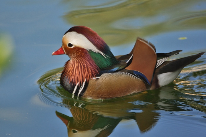 mandarin duck